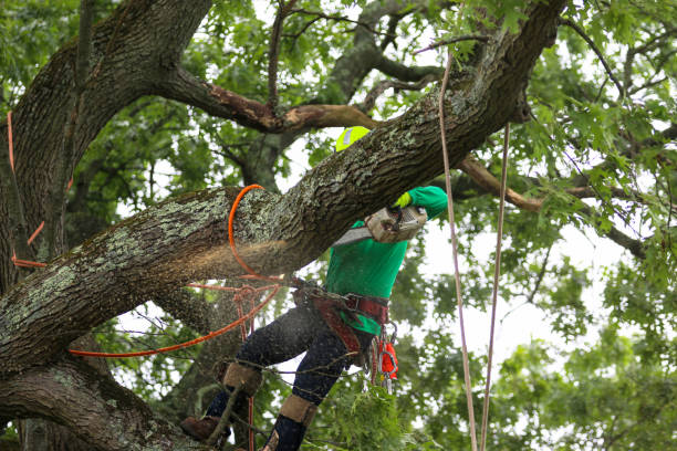 How Our Tree Care Process Works  in  Ortonville, MN